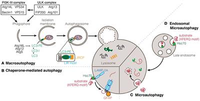 What We Learned From Big Data for Autophagy Research